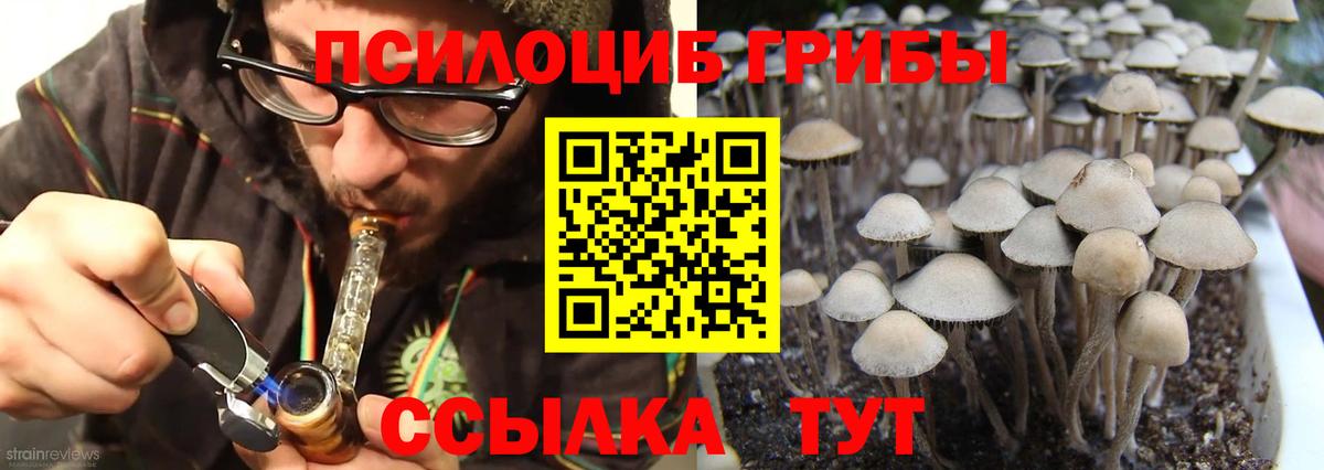 Псилоцибиновые грибы Psilocybine cubensis Сочи